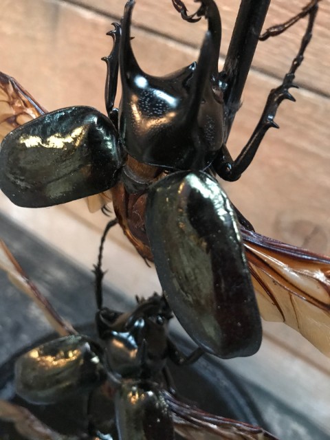 Antique dome with beautiful beetles (Chalcosoma Caucasus)