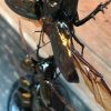 Antique dome with beautiful beetles (Chalcosoma Caucasus)