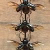 Antique dome with beautiful beetles (Chalcosoma Caucasus)