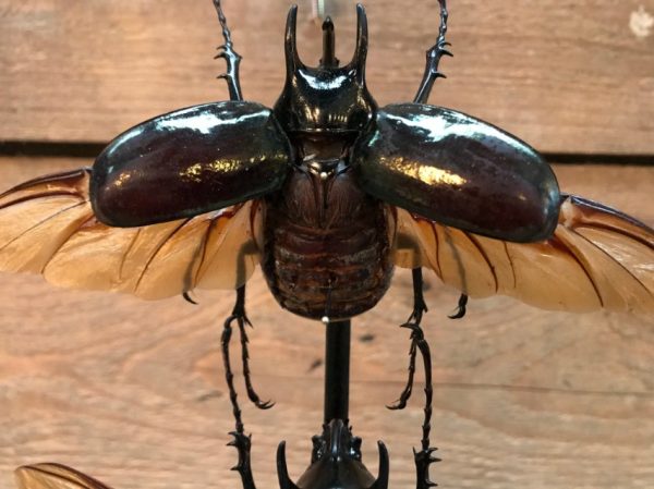 Antique dome with beautiful beetles (Chalcosoma Caucasus)