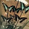 Antique dome with butterflies (Graphium Butterflies)