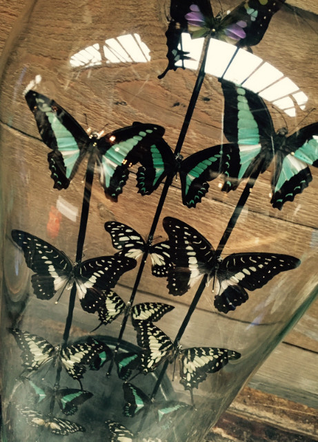 Antique dome with butterflies (Graphium Butterflies)