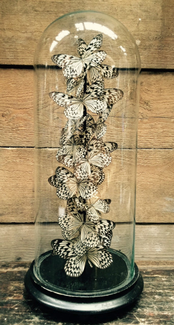 Antieke stolp met vlinders (Idea Leuconoe)