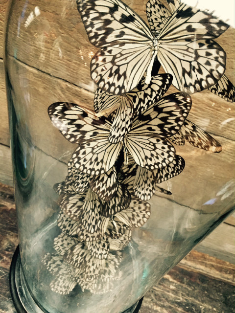 Antique dome with butterflies (Idea Leuconoe)