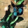 Antieke stolp met vlinders (Papilio Ulysses, Blumei en Torquiianius)