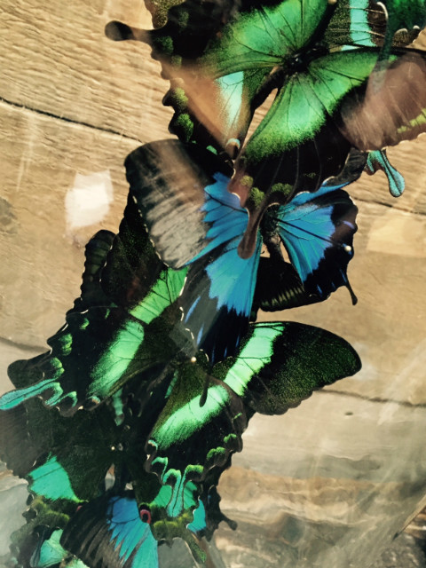 Antieke stolp met vlinders (Papilio Ulysses, Blumei en Torquiianius)