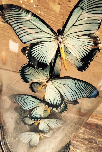 Antike Glocke mit Schmetterlingen (Papilio Zalmoxis)