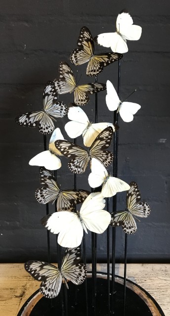 Antique dome with Idea butterflies in flight