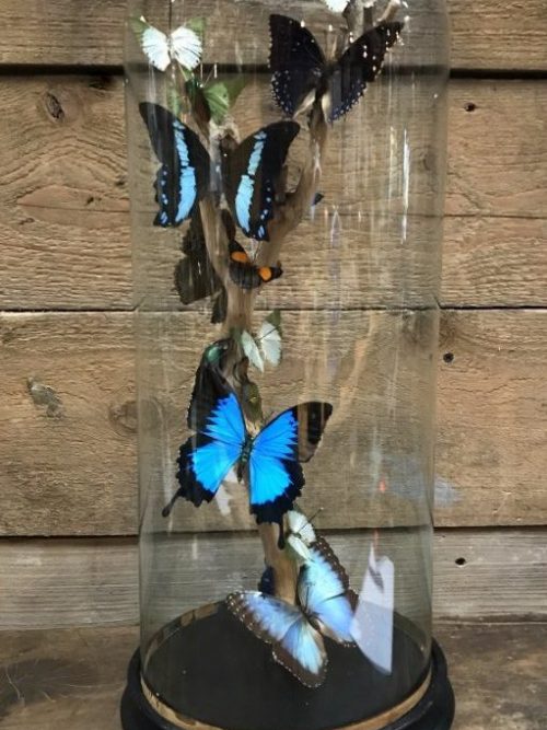 Antique glass dome with beautiful butterflies in many colors
