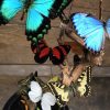 Antieke stolp met prachtige vlinders in vele kleuren