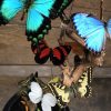 Large antique glass dome very richly filled with beautiful blue Morpho butterflies