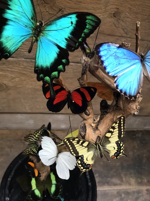 Antique glass dome with beautiful butterflies in many colors