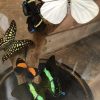 Antique glass dome with beautiful butterflies in many colors