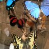 Antique glass dome with beautiful butterflies in many colors