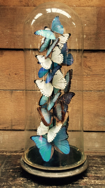 Antieke stolp met vlinders (Blauwe en witte Morpho's)