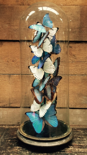 Antique glass dome with butterflies (Blue and white Morpho's)