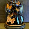 Antique oval bell jar filled with colorful butterflies