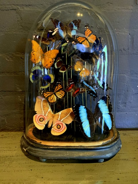 Antique oval bell jar filled with colorful butterflies