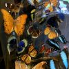 Antique oval bell jar filled with colorful butterflies