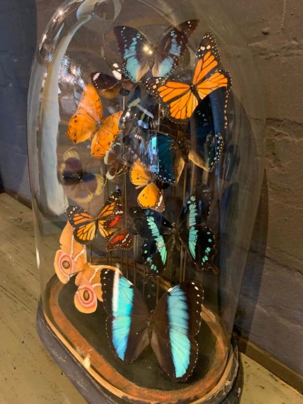 Antique oval bell jar filled with colorful butterflies