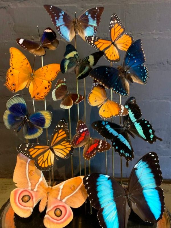 Antique oval bell jar filled with colorful butterflies