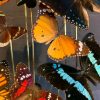 Antique oval bell jar filled with colorful butterflies