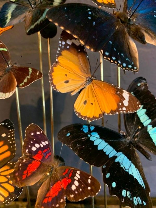 Antique oval bell jar filled with colorful butterflies