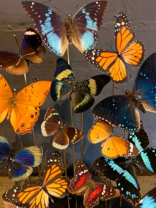 Antique oval bell jar filled with colorful butterflies