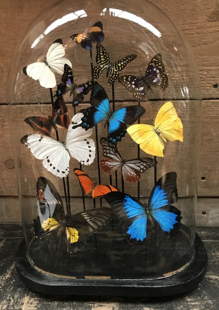 Antike ovale Glasglocke mit bunten Schmetterlingen
