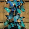 Antieke ovale stolp met vlinders (Papilio Ulysses Ulysses en Morpho Didius)