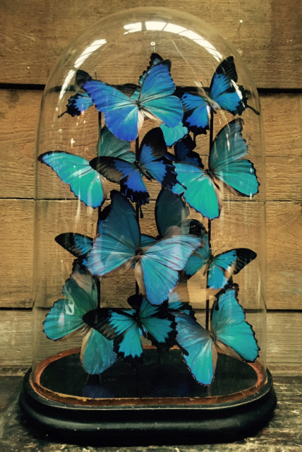 Antique oval dome with butterflies (Papilio Ulysses Ulysses and Morpho Didius)