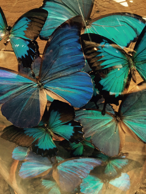 Antique oval dome with butterflies (Papilio Ulysses Ulysses and Morpho Didius)