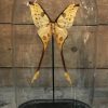 Antike Glocke mit Schmetterlingen Papilio Karna Chrapkowskoides Kongo