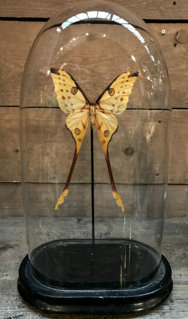 Antique oval dome with large Argema Mittrei moth