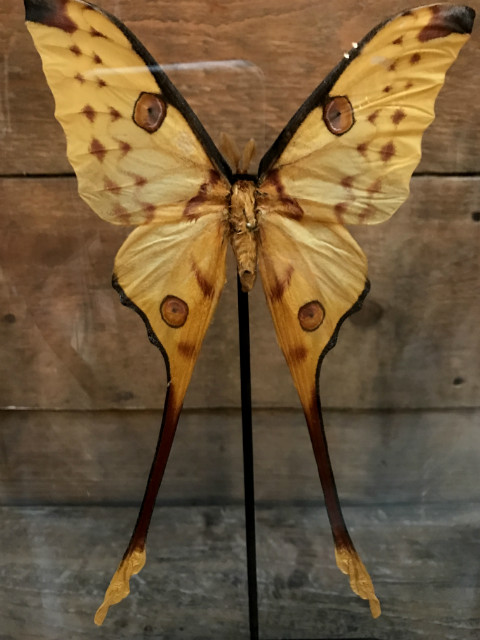 Antique oval dome with large Argema Mittrei moth