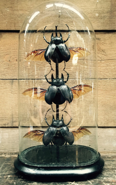 Antique oval dome with three rhino beetles