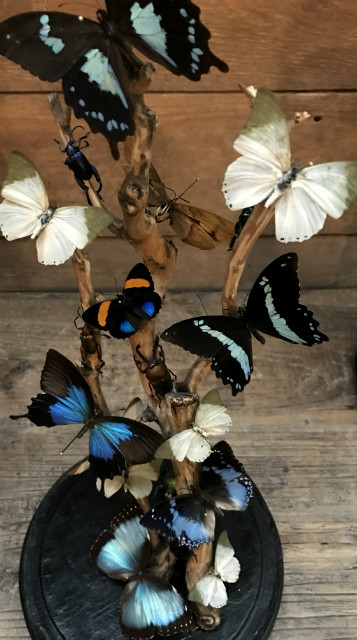 Antike runde Glasglocke mit Weinrebe und blau / grün Mix aus Schmetterlinge und Käfer