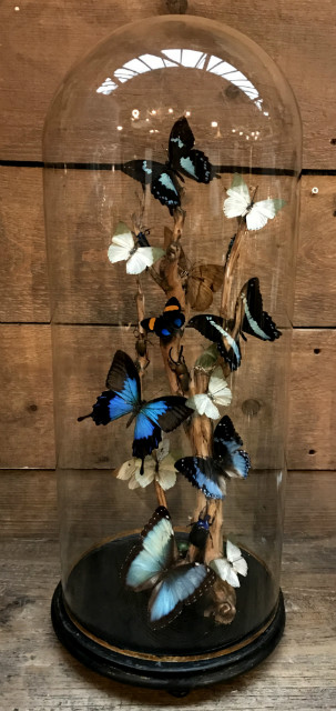 Antike runde Glasglocke mit Weinrebe und blau / grün Mix aus Schmetterlinge und Käfer