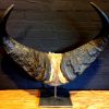 Antique skull of a forest buffalo