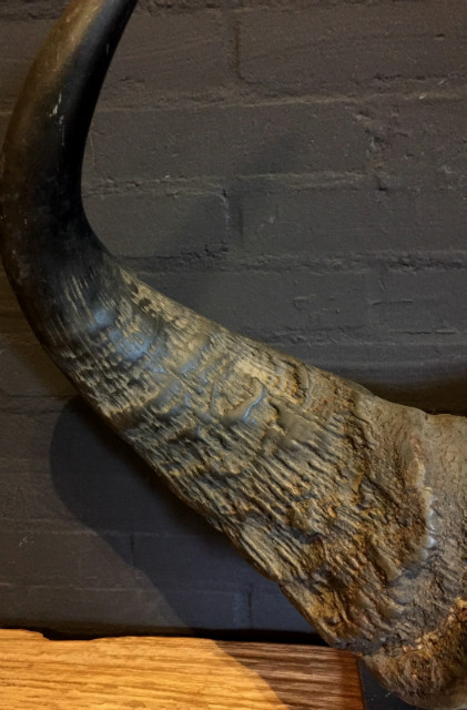 Antiker Schädel eines Waldbüffel