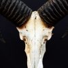 Antiker Schädel eines Mufflon