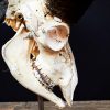 Antieke schedel van een moeflon