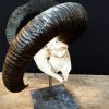 Antique skull of a mouflon on stone base