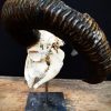 Antique skull of a mouflon on stone base