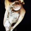 Antique skull of a mouflon on stone base