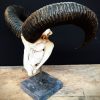 Very nice horns and sable antelope