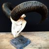 Antique skull of a mouflon on stone base