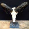 Antique skull of a mouflon on stone base