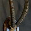 Antique XXL horn of an Asian water buffalo.