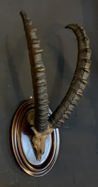 Antique skull of an ibex